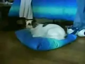 Pertempuran teman se ...